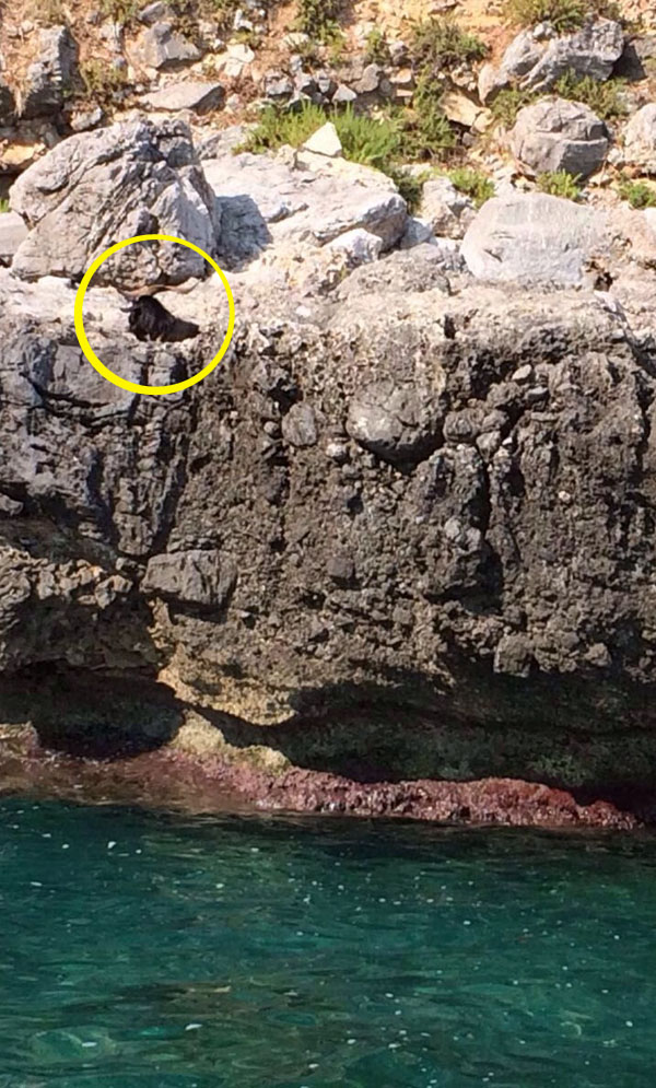 Nel cerchio la capra precipitata sulla scogliera di Acquafredda (foto: guardia costiera)