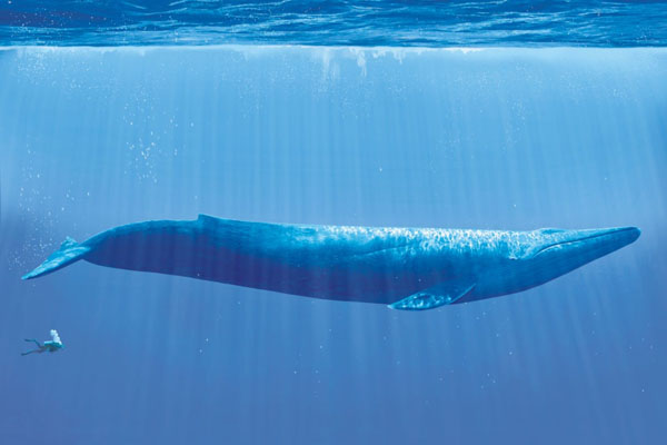 blue whale italia