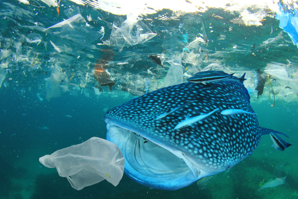 plastica mare mediterraneo inquinamento wwf