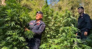 cetraro marijuana piantagione distrutta