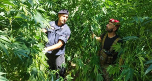 piantagioni di marijuana cetraro san lucido carabinieri