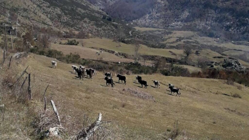 Verbicaro vacche stato brado allevamento montagna