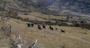 Verbicaro vacche stato brado allevamento montagna