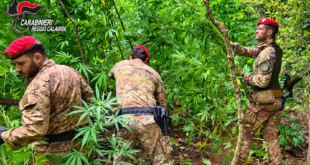 marijuana gioiosa jonica