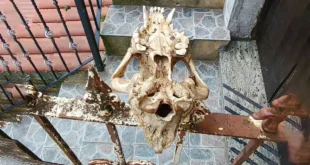 Orsomarso intimidazione teschio cane cancello Francesco Corrado Gaia Odv