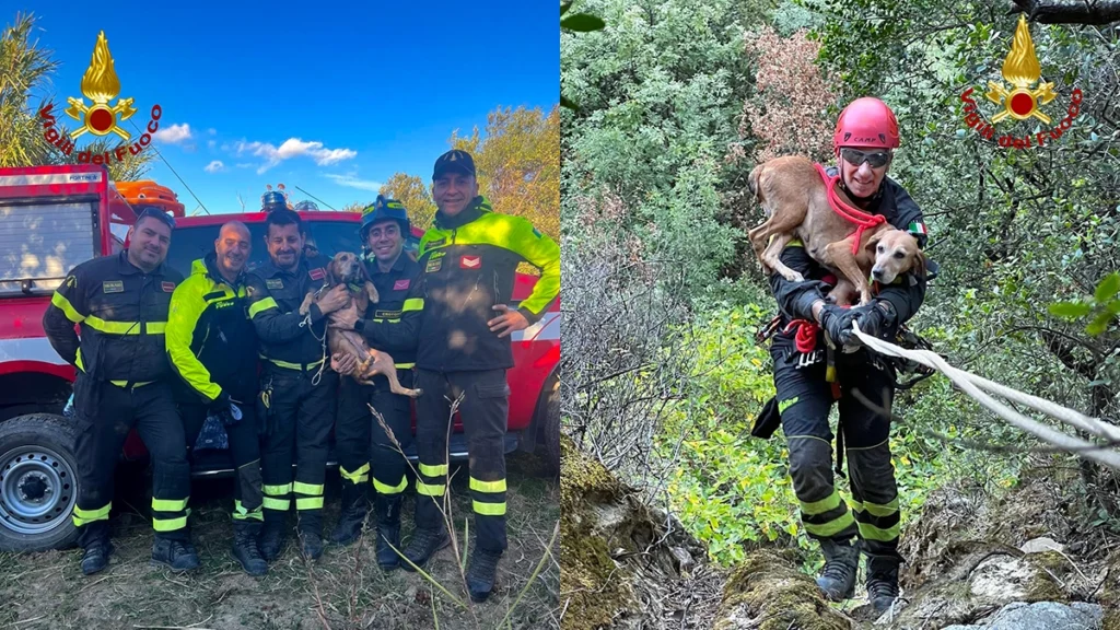 cane caccia salvato vigili fuoco cirò superiore