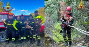 cane caccia salvato vigili fuoco cirò superiore