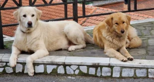 orsomarso cani avvelenati